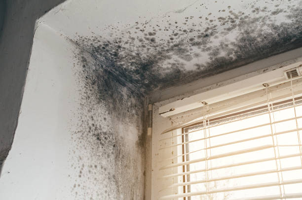Affordable Mold Remediation solutions in Canton, MA